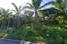 Land for sale in Lam Phi, Phang Nga