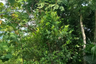 Land for sale in Lo Yung, Phang Nga