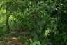 Land for sale in Lo Yung, Phang Nga