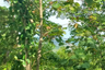 Land for sale in Lo Yung, Phang Nga