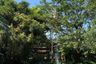 Land for sale in Chalong, Phuket