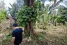 Land for sale in Chalong, Phuket