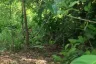 Land for sale in Lo Yung, Phang Nga