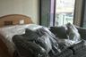 Condo for Sale or Rent in Noble Remix, Khlong Tan, Bangkok near BTS Thong Lo