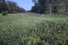 Land for sale in Pa Khlok, Phuket