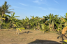 Land for sale in Chalong, Phuket