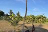 Land for sale in Chalong, Phuket