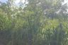 Land for sale in Chalong, Phuket