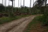 Land for sale in Pa Khlok, Phuket