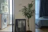 1 Bedroom Condo for rent in Cerocco Bangna 36, Bang Na, Bangkok
