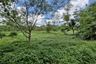 Land for sale in Lipa Noi, Surat Thani