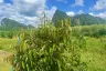Land for sale in Khao Yai, Krabi