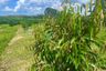 Land for sale in Khao Yai, Krabi