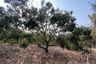 Land for sale in Mueang Chi, Lamphun