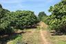 Land for sale in Mueang Chi, Lamphun