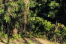 Land for sale in Mueang Nga, Lamphun