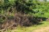 Land for sale in Mueang Nga, Lamphun