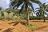 Land for sale in Khao Khram, Krabi