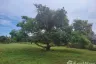 Land for sale in Sam Roi Yot, Prachuap Khiri Khan