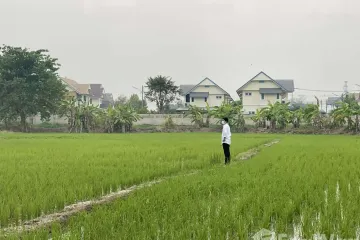 Land for sale in Nong Han, Chiang Mai