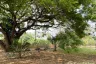 Land for sale in Thung Tom, Chiang Mai