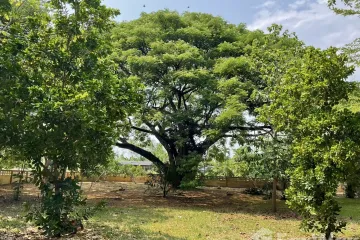 Land for sale in Thung Tom, Chiang Mai