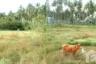 Land for sale in Sala Dan, Krabi