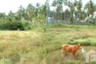 Land for sale in Sala Dan, Krabi