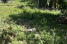 Land for sale in Ko Pha-ngan, Surat Thani