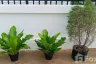 3 Bedroom House for rent in Yang Noeng, Chiang Mai