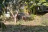 3 Bedroom House for sale in Salaya, Nakhon Pathom