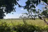 Land for sale in Thung Pi, Chiang Mai