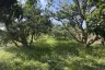 Land for sale in Thung Pi, Chiang Mai