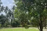 Land for sale in Ko Pha-ngan, Surat Thani