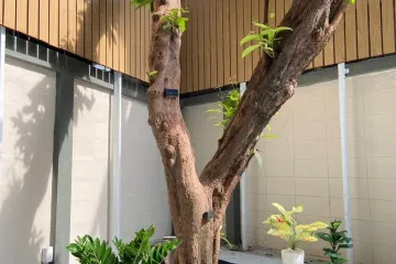 6 Bedroom Office for rent in Phra Khanong Nuea, Bangkok near BTS Ekkamai