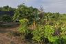 Land for sale in Nuea Khlong, Krabi