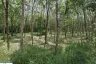 Land for sale in Bang Sai, Phang Nga