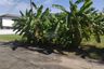 1 Bedroom Land for sale in Baan Siwalee Rangsit 2, Prachathipat, Pathum Thani