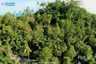 Land for sale in Santikhiri Estate, Na Mueang, Surat Thani