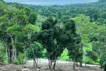 Land for sale in Mae Nam, Surat Thani