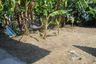 1 Bedroom Commercial for sale in Wong Sawang, Bangkok near MRT Wong Sawang