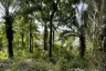 Land for sale in Pa Khlok, Phuket