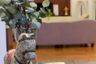 3 Bedroom Apartment for rent in Royal Residence Park, Lumpini, Bangkok near BTS Ratchadamri