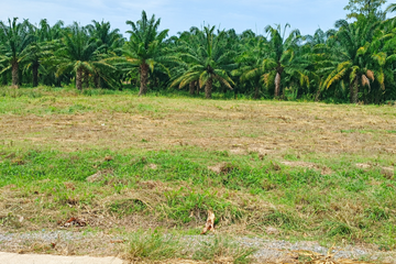 Land for sale in Thap Tai, Prachuap Khiri Khan