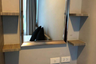2 Bedroom Condo for rent in Mirage Sukhumvit 27, Khlong Toei, Bangkok near BTS Asoke
