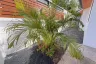 3 Bedroom House for sale in Baan Udomsuk, Si Sunthon, Phuket