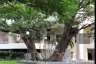 3 Bedroom Condo for sale in Floral Chiangmai Condominium, Wat Ket, Chiang Mai