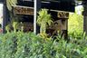 Commercial for Sale or Rent in Choeng Thale, Phuket