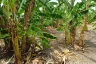 Land for sale in Nong Khaem, Bangkok