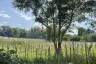 Land for sale in Nam Phrae, Chiang Mai